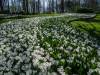 Keukenhof