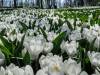 Keukenhof