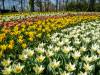 Keukenhof
