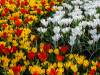 Keukenhof