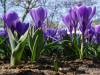 Keukenhof