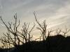 Abendstimmung in den Dünen