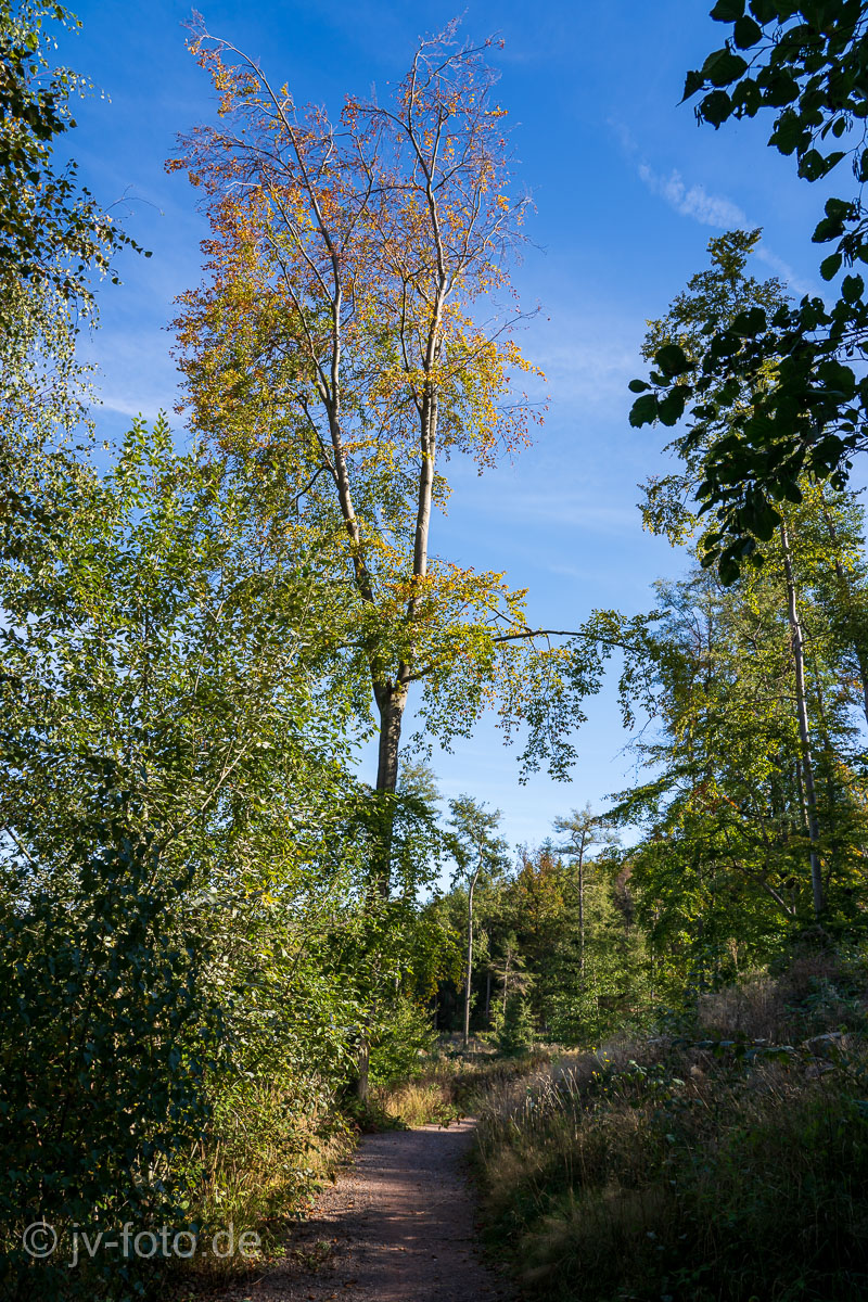 Rückweg nach Ilsenburg