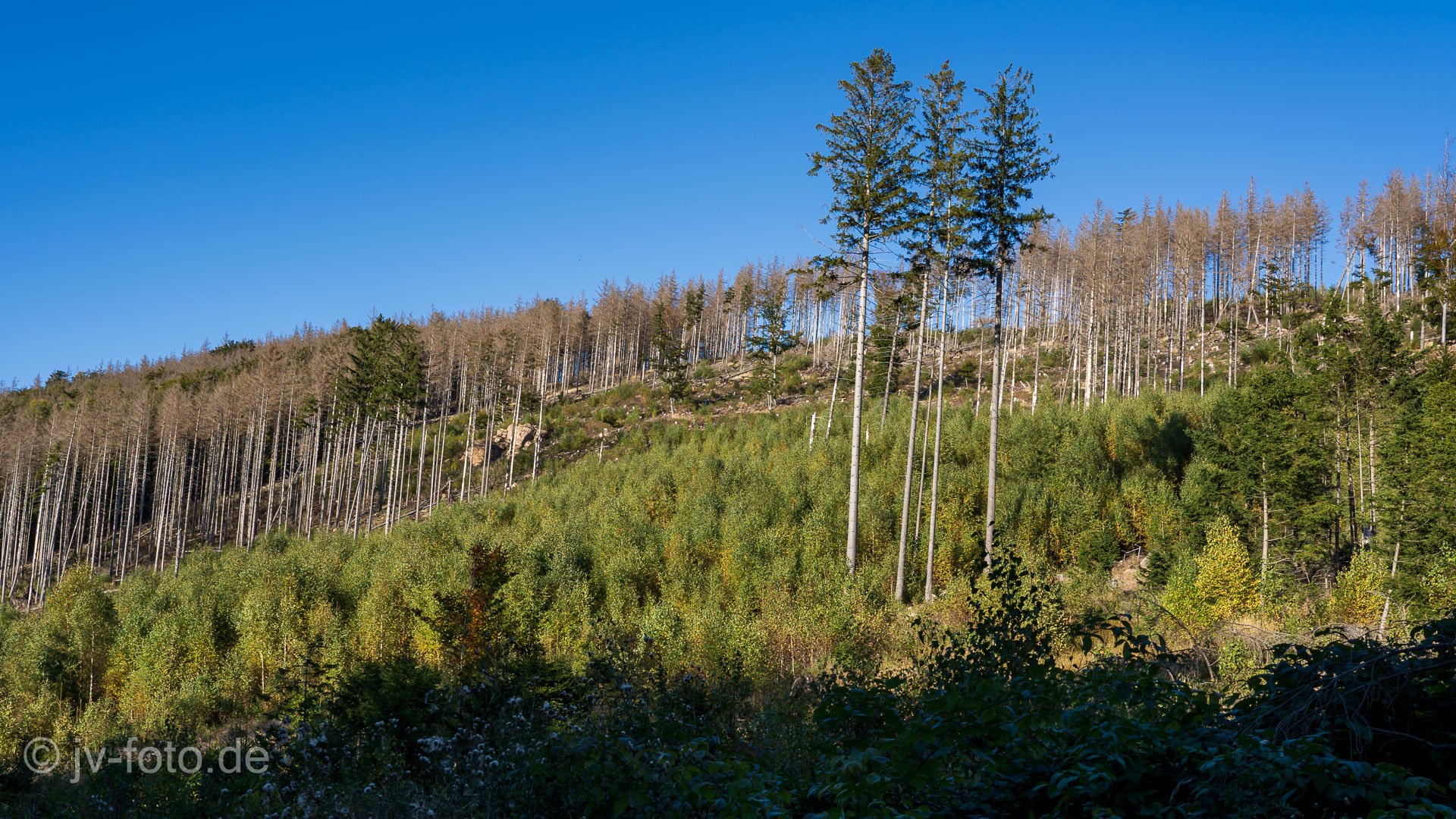 Der Weg zurück ins Ilsetal
