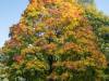 Herbstfärbung