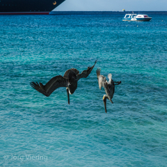 Cozumel