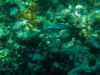 Cayman Inseln