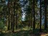 Wanderung Eggewald