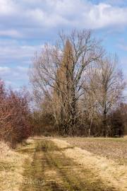 Koldinger See