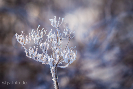 Koldinger Seen im Winter