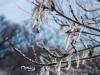 Koldinger Seen im Winter