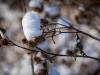 Koldinger Seen im Winter