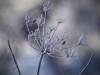 Koldinger Seen im Winter
