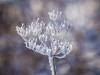 Koldinger Seen im Winter