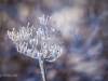 Koldinger Seen im Winter