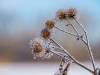 Koldinger Seen im Winter