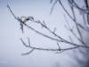 Koldinger Seen im Winter
