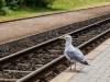 Waiting for the Train