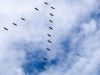 Die Kraniche fliegen wieder nach Süden