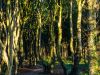 Geisterwald bei Nienhagen