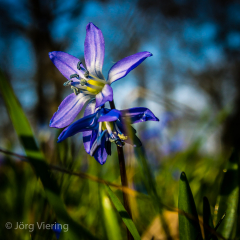 Scillablüte Maerz 2012