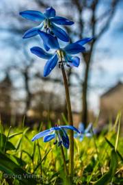 Scillablüte Maerz 2012