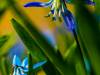 Scillablüte Maerz 2012