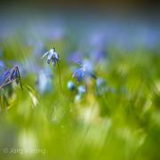 Scillablüte