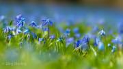 Scillablüte