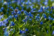 Scillablüte