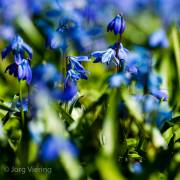 Scillablüte