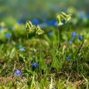 Scillablüte