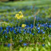 Scillablüte