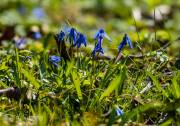 Scillablüte
