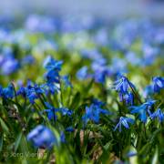 Scillablüte
