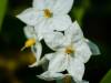 Jasmin