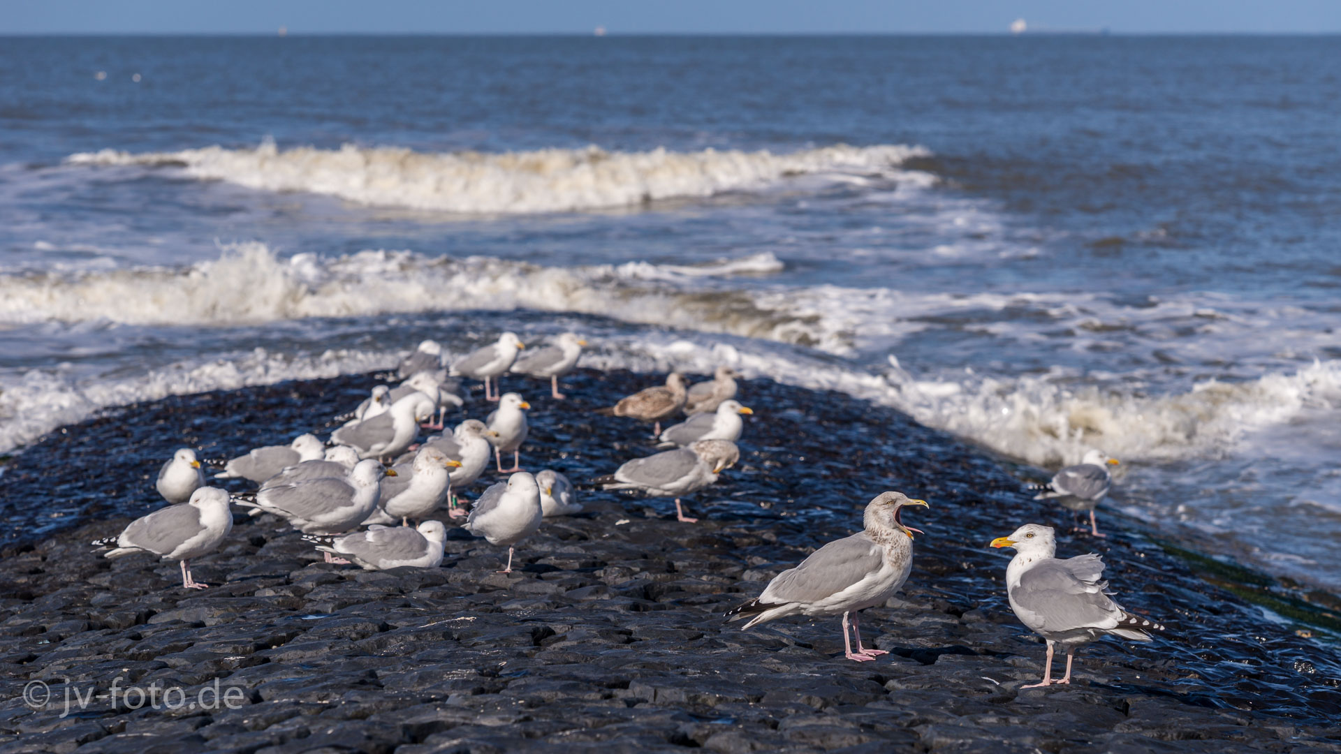 der frühe Vogel ist müde