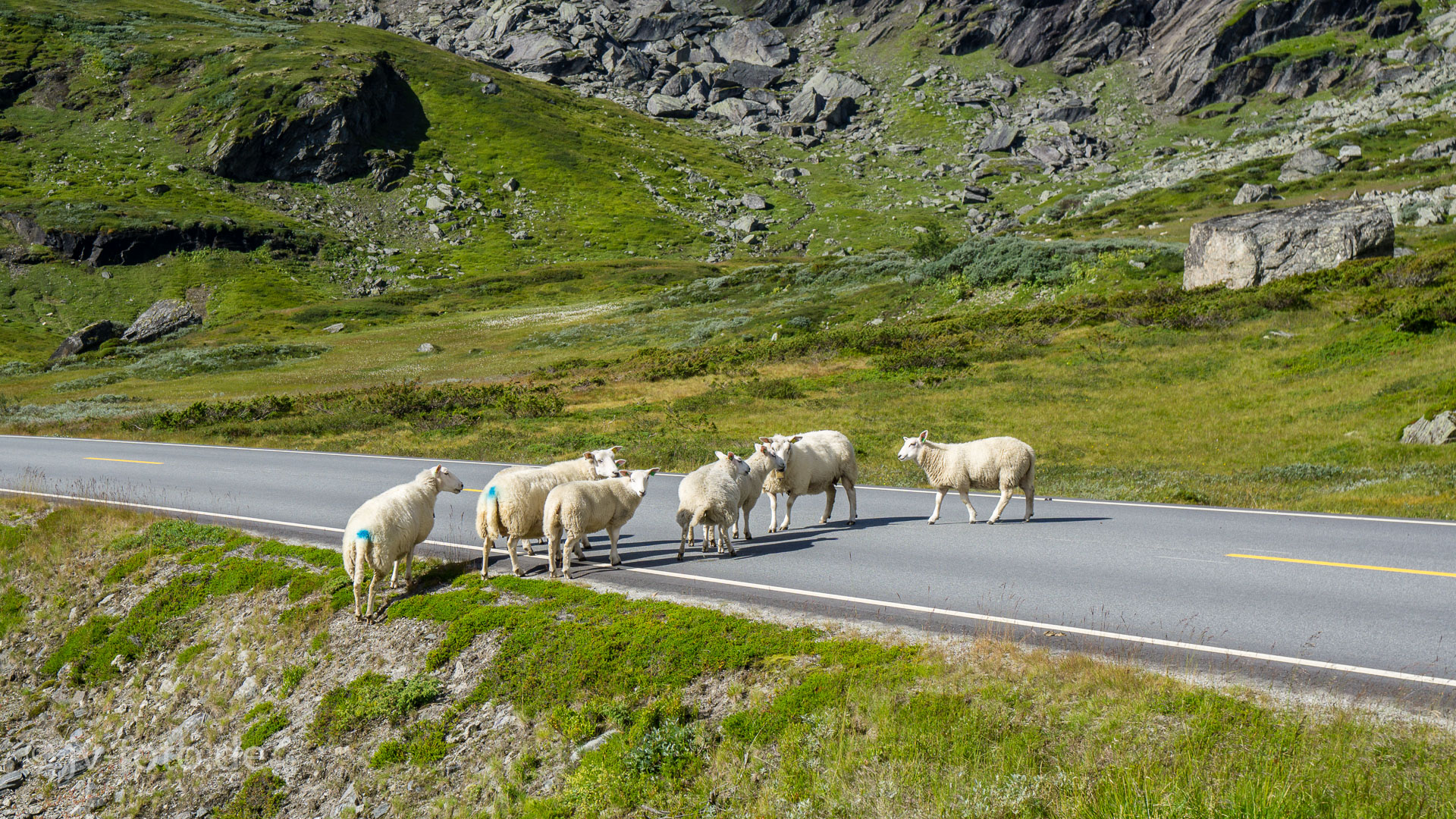 Am Urevassfjorden