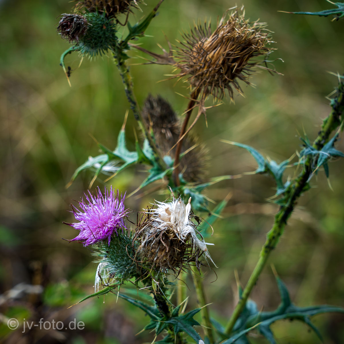 Wilsede