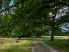 Wilsede