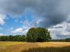 Wilsede
