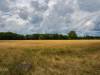 Wilsede