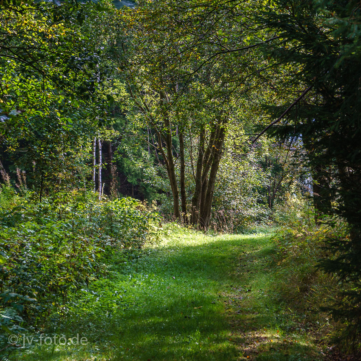 Herbst im Okertal