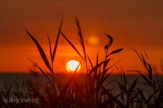 Sommerabend auf Poel