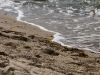 Der Strand von Poel