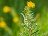Srandblumen