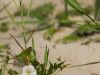 Srandblumen
