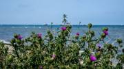 Insel Poel