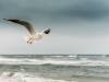 Strand bei Prerow