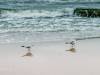 Strand bei Prerow
